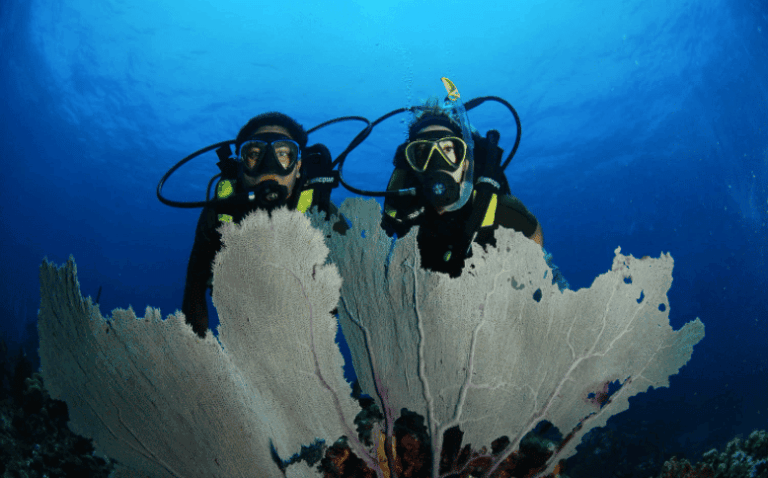 Buceo Isla Catalina