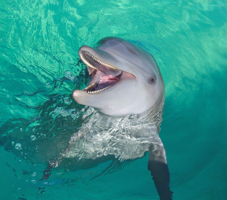 Dolphin Explorer  Excellence